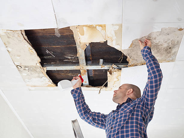 Best Black Mold Removal  in Parowan, UT